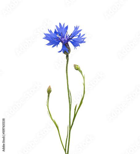 blue cornflower flower with stem with buds and open flower. Isolated on transparent background. PNG format available