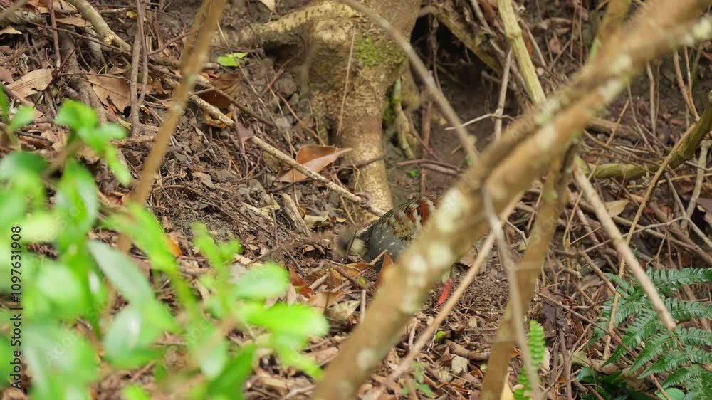 Taiwan partridge in forest looking for food Taiwan partridge in forest looking for food