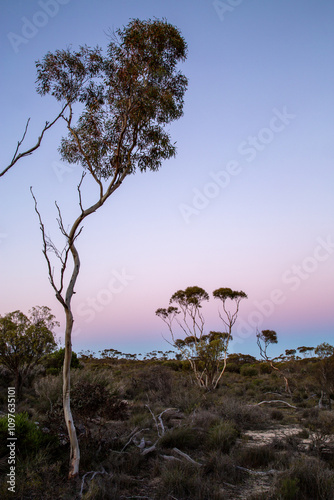 Eucalyptus gum trees during a pastel dusk photo