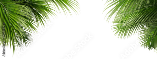 palm tree isolated on white background