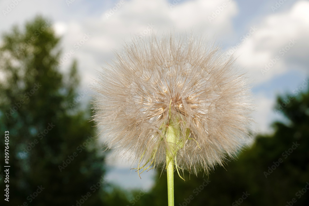 Goat's-beard in flowering period