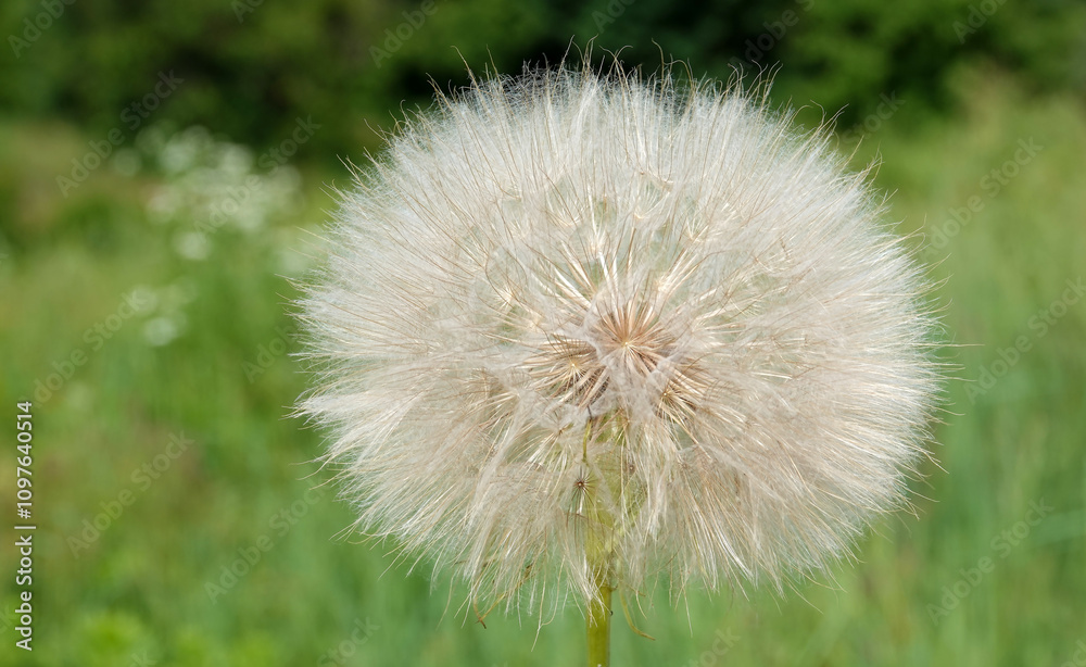 Fototapeta premium Goat's-beard in flowering period