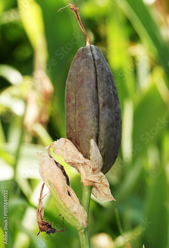 Iris flower seeds with blue delicate petals