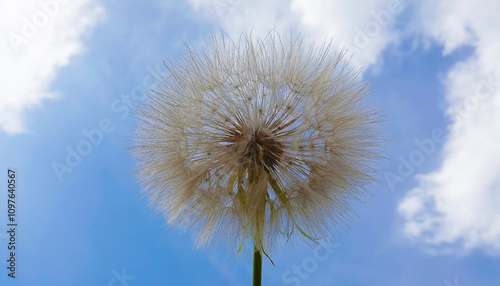 Goat's-beard in flowering period