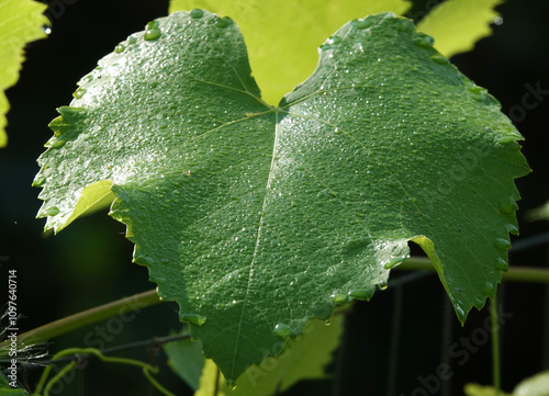 Grape leaf during the day in bright sun