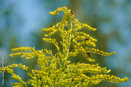 Canadian goldenrod in the daytime in bright sunlight