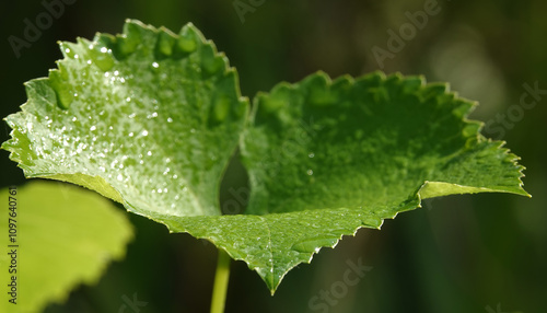 Grape leaf during the day in bright sun