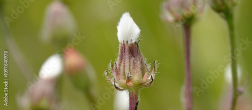 Skerda small-leaved field flowers