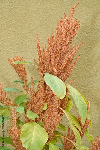 Amaranthus melancholy plant