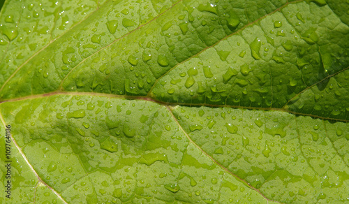 Green leaf with water drops