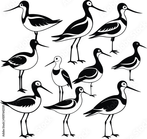 Black and White Bird Illustration: Group of Shorebirds, Wading Birds, Vector Art, Ornithology, Birdwatching, Wildlife Graphic