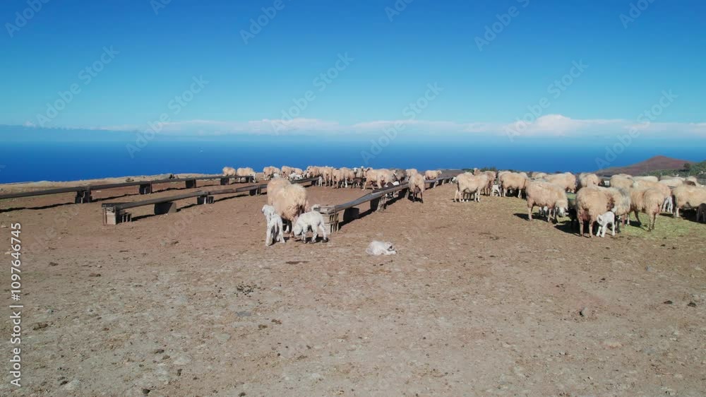 The Calm of Nature: Lambs in Caideros de Gáldar on a Sunny Autumn Day The Calm of Nature: Lambs in Caideros de Gáldar on a Sunny Autumn Day