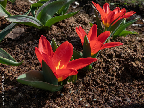 Close-up of a small tulip (tulipa) 'Scarlet Baby' flowering with red flowers in spring
