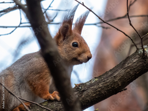 Red Squirrel (Sciurus vulgaris) sitting on a branch in forest in spring