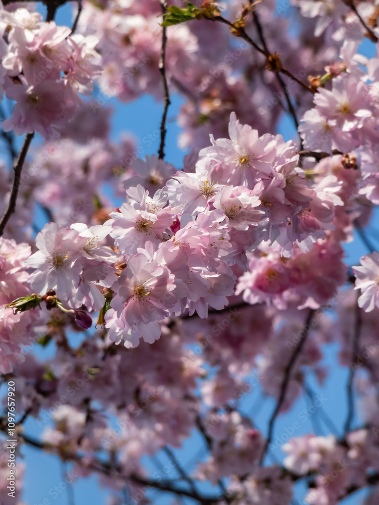 Pink cherry blossoms of the Japan pink sakura flowers flowering on the branches Pink cherry blossoms of the Japan pink sakura flowers flowering on the branches