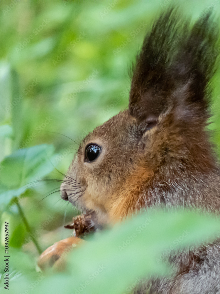 Close-up of the Red Squirrel (Sciurus vulgaris) sitting on ground in grass and holding in paws and eating a pine cone Close-up of the Red Squirrel (Sciurus vulgaris) sitting on ground in grass and holding in paws and eating a pine cone