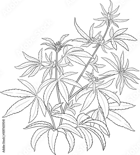 Hemp Plant with Leaves Outline Illustration. 