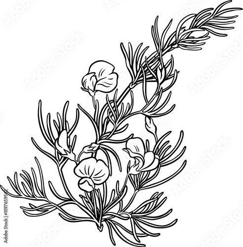Rooibos Branch with Flowers and Leaves Outline Illustration. 