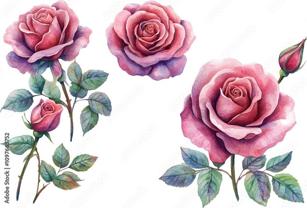 set of roses illustration set of roses illustration