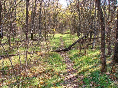 It is pleasant to walk in the Khortytsky forest in late autumn, gently stepping on a path paved with fallen leaves. photo