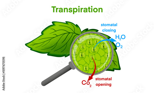 Transpiration is the loss of water vapor through leaf stomata, Stomata opening and closing, Structure of stomatal complex with open and closed stoma with titles, Leaf cells photo