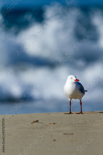 A single Silver Gull stands on a beach with ocean behind. photo