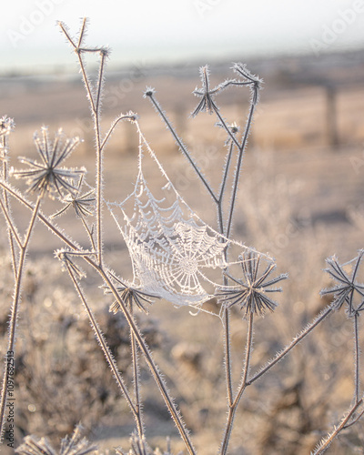 A frozen cobweb that looks like crochet