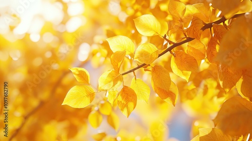 Close-up of vibrant yellow autumn leaves glowing in sunlight, showcasing the beauty of fall.