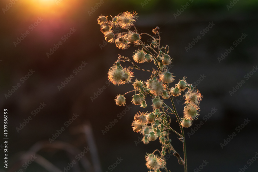 Winter dry sunny flower petals petal color small nice vision view detail