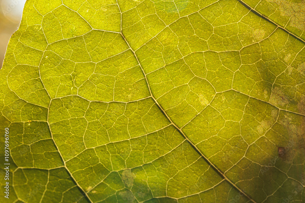 Obraz premium 日差しを浴びて葉脈が浮き出た木の葉
