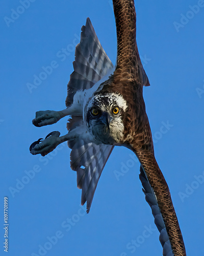 Osprey (Pandion haliaetus)