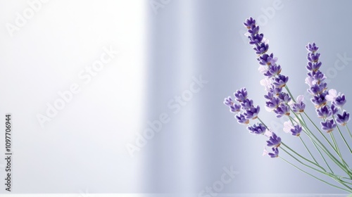 A purple flower with a white background