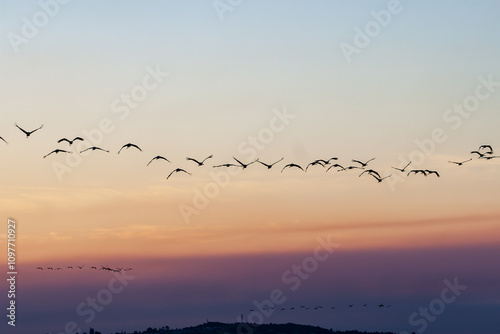 A flock of Sarus Cranes (Antigone antigone) flying at dusk. photo