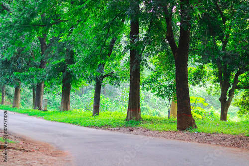 Green trees and road in the park in the morning, stock photo