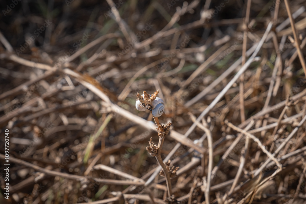 small snails climbed on a dried bush. dry herbs on the background. small snails climbed on a dried bush. dry herbs on the background.