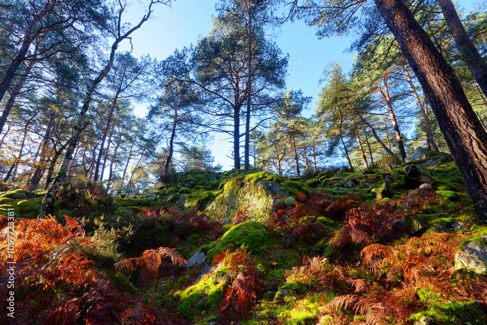 Autumn season in the hills of the Long Boyau rock. Fontainebleau forest Autumn season in the hills of the Long Boyau rock. Fontainebleau forest