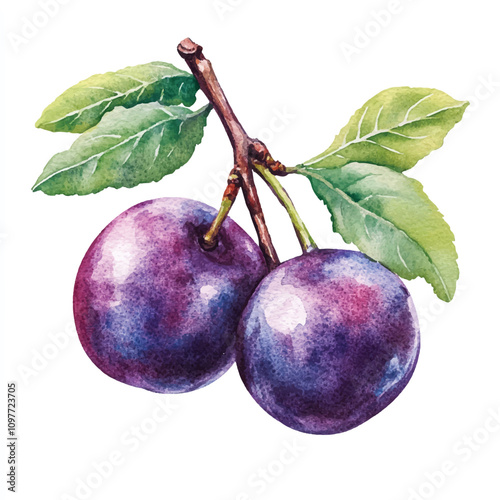 plum fruit watercolor clipart illustration 