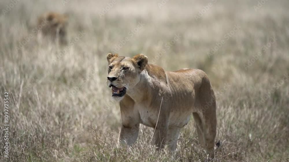 Slow motion shot of a young lioness pride walking in yellow grass camouflaging in African jungles of Masai mara on a sunny day Slow motion shot of a young lioness pride walking in yellow grass camouflaging in African jungles of Masai mara on a sunny day