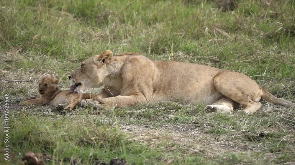 Hi-speed shot of a lioness licking her cub lovingly in the African jungles of Masai mara in Kenya Hi-speed shot of a lioness licking her cub lovingly in the African jungles of Masai mara in Kenya