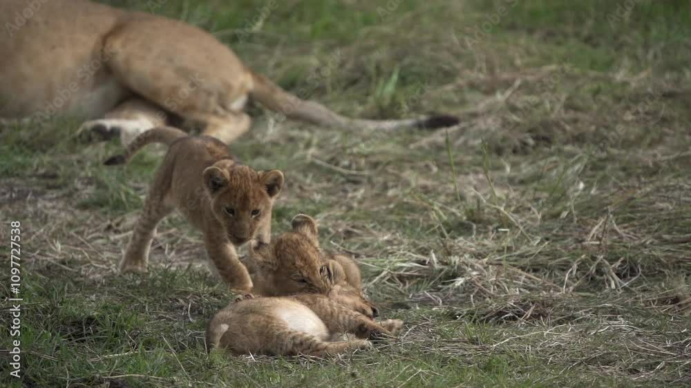 Slow motion shot of three lion cubs playing besides their mother lioness in African savannah Slow motion shot of three lion cubs playing besides their mother lioness in African savannah