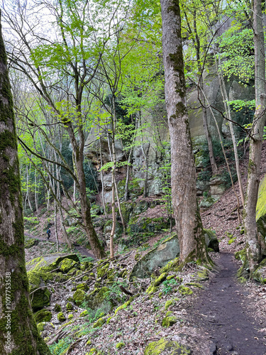 Dirt path in the forest between trees, dry leaves and rocks in the Mullerthal region in Luxembourg