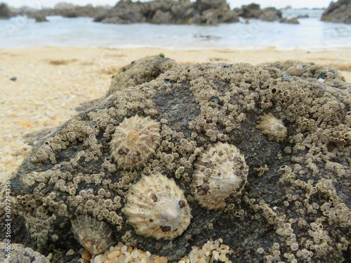 beautiful shells of mollusks on the beach mother of pearl waste debris