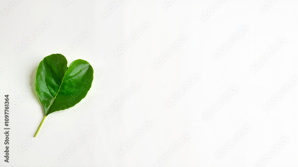 Single green leaf in heart shape on minimalist white background Single green leaf in heart shape on minimalist white background