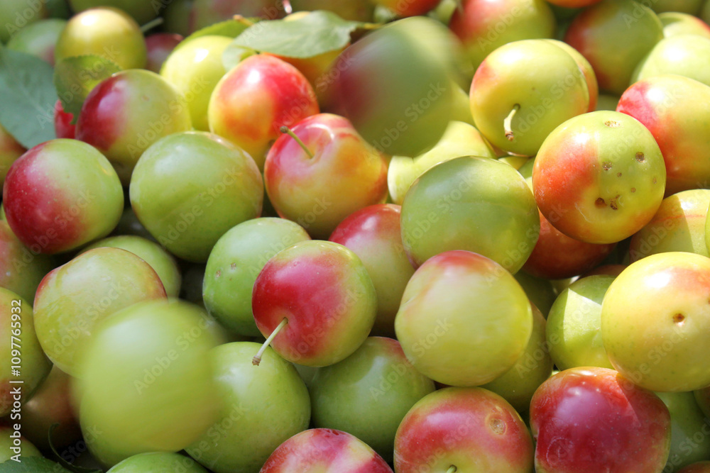 Green and red plums. Fruit background. Green and red plums. Fruit background.