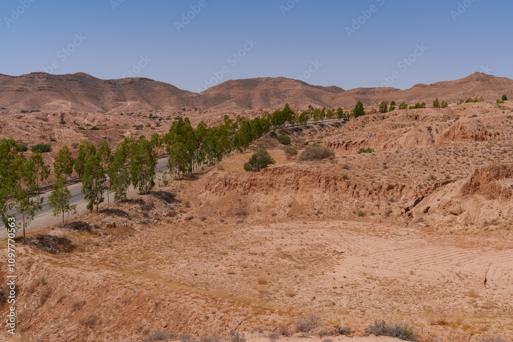 Trees growing in a row along a desert asphalt road Trees growing in a row along a desert asphalt road