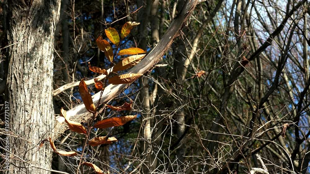 紅葉揺れる晩秋の森 紅葉揺れる晩秋の森