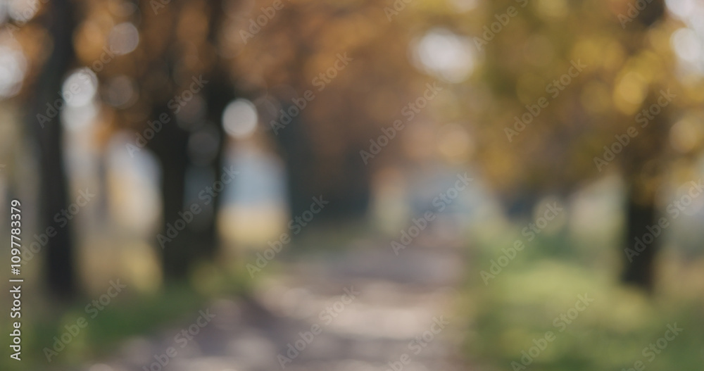 Bokeh blurred background of autumn oak alley on sunny morning Bokeh blurred background of autumn oak alley on sunny morning