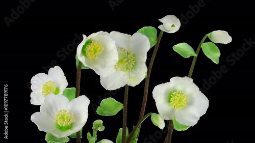 Time lapse growing Helleborus Christmas rose with ALPHA channel