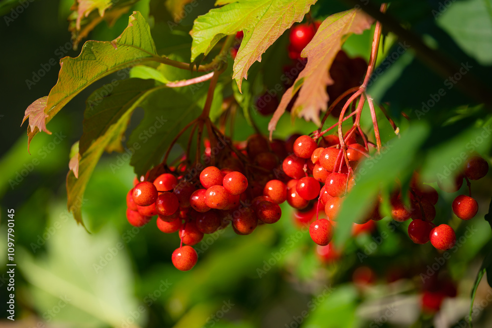 Ripe red viburnum berries, bunches on branches with leaves in natural conditions Ripe red viburnum berries, bunches on branches with leaves in natural conditions