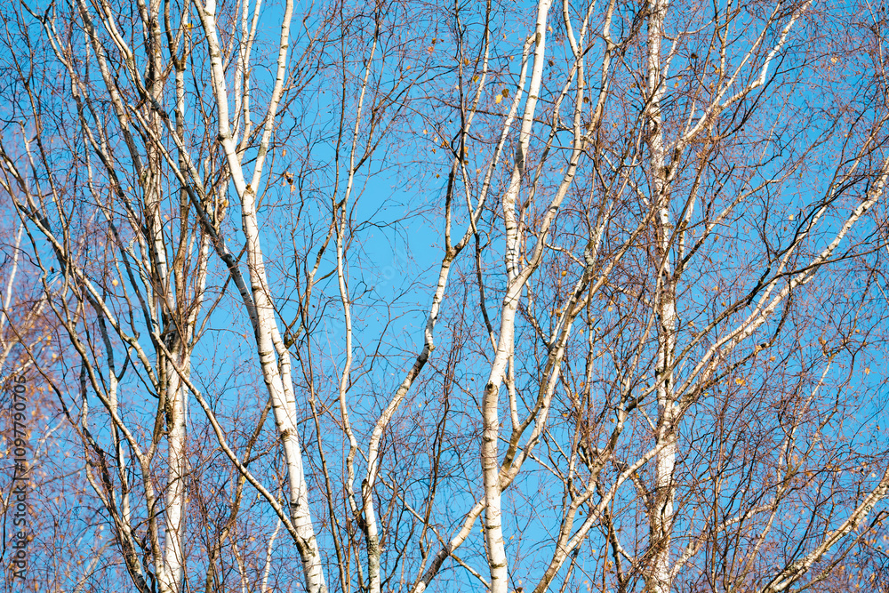 birch branches with yellow autumn leaves on a blue sky background birch branches with yellow autumn leaves on a blue sky background